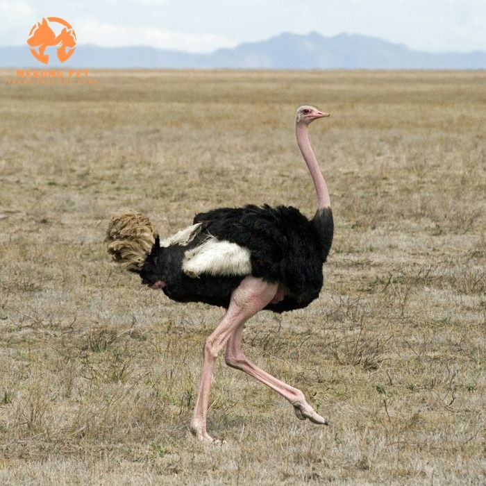 Hành vi giống đà điểu hiện nay ra sao, có gì đặc biệt mà nhiều người tìm nuôi như thế?